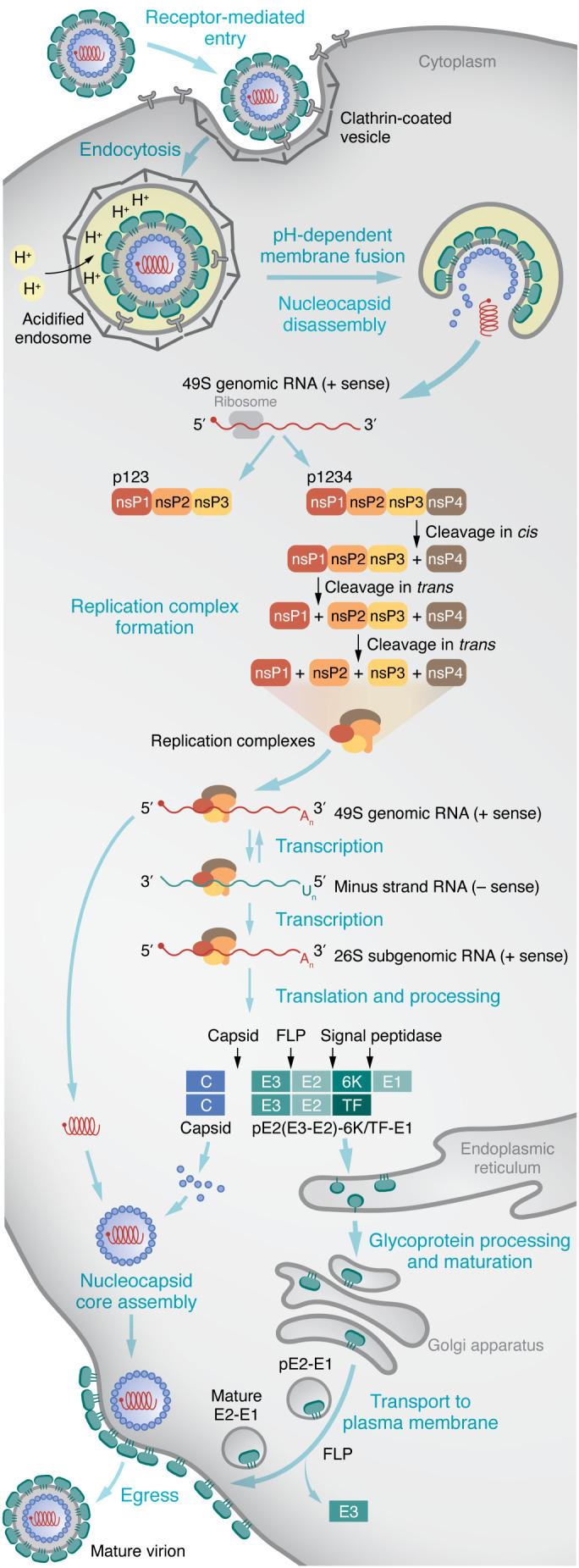 https://cdn.ncbi.nlm.nih.gov/pmc/blobs/db8d/9843064/69d7b83f9c4b/jci-133-165307-g063.jpg