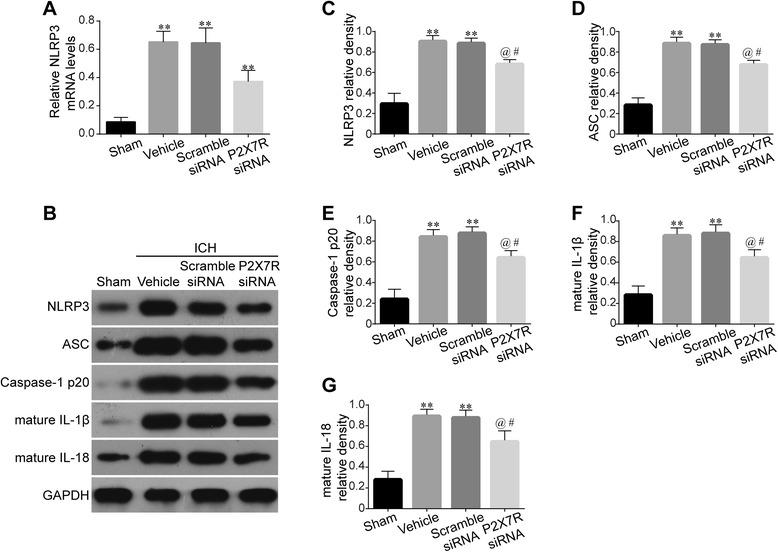 https://cdn.ncbi.nlm.nih.gov/pmc/blobs/db8f/4609067/086cf5089fa5/12974_2015_409_Fig4_HTML.jpg