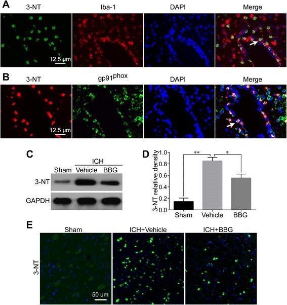 https://cdn.ncbi.nlm.nih.gov/pmc/blobs/db8f/4609067/485ca71186a4/12974_2015_409_Fig11_HTML.jpg