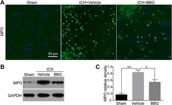 https://cdn.ncbi.nlm.nih.gov/pmc/blobs/db8f/4609067/4e81e8acc2e5/12974_2015_409_Fig6_HTML.jpg