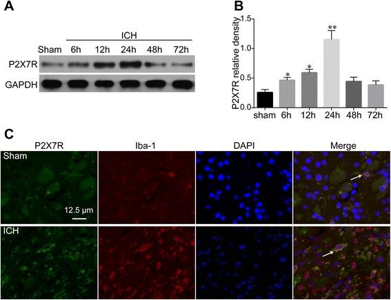 https://cdn.ncbi.nlm.nih.gov/pmc/blobs/db8f/4609067/9e68733b6739/12974_2015_409_Fig1_HTML.jpg