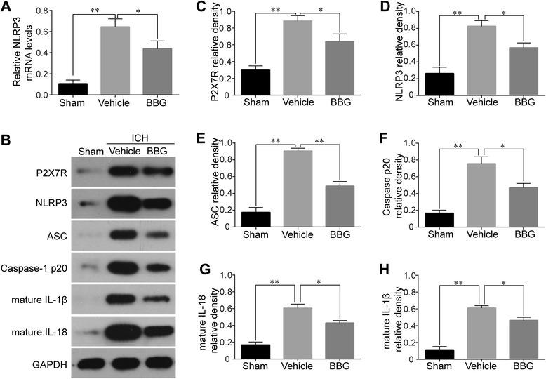 https://cdn.ncbi.nlm.nih.gov/pmc/blobs/db8f/4609067/cd59502c044d/12974_2015_409_Fig7_HTML.jpg