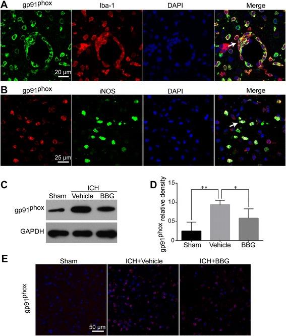 https://cdn.ncbi.nlm.nih.gov/pmc/blobs/db8f/4609067/e9e56de9afbc/12974_2015_409_Fig10_HTML.jpg