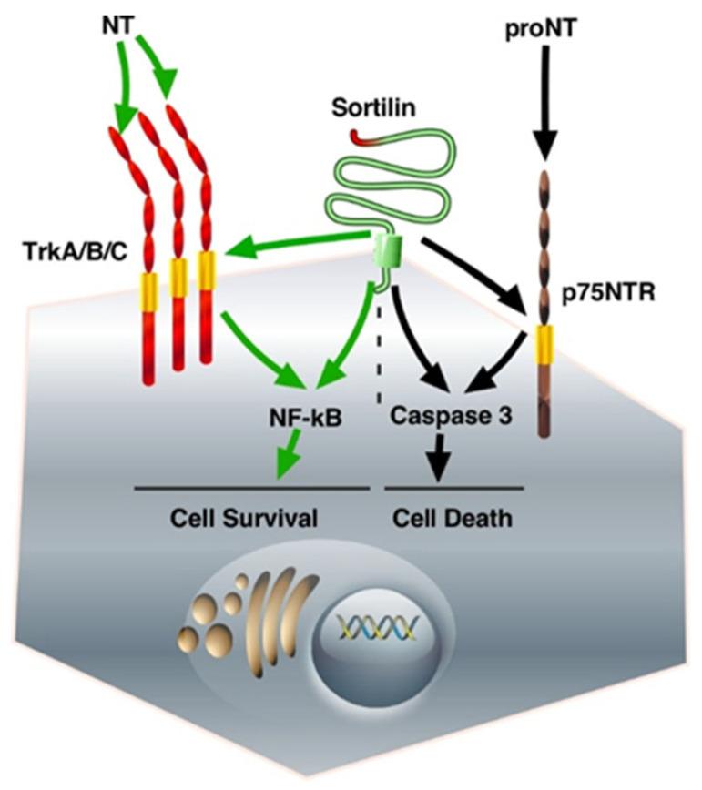 https://cdn.ncbi.nlm.nih.gov/pmc/blobs/db91/9570473/93d2aabc4f76/ijms-23-11888-g001.jpg
