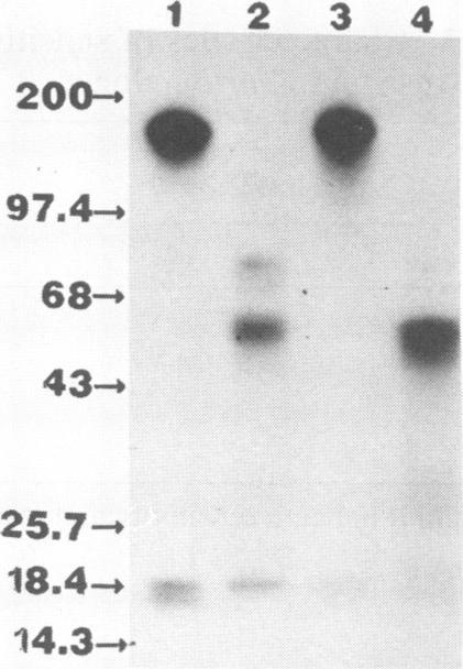 https://cdn.ncbi.nlm.nih.gov/pmc/blobs/db95/259415/f7313a9b27fc/iai00078-0024-a.jpg
