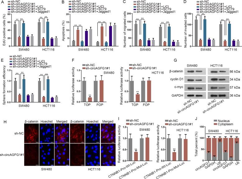 https://cdn.ncbi.nlm.nih.gov/pmc/blobs/db96/7367849/4fbdf789fdbf/41419_2020_2707_Fig4_HTML.jpg