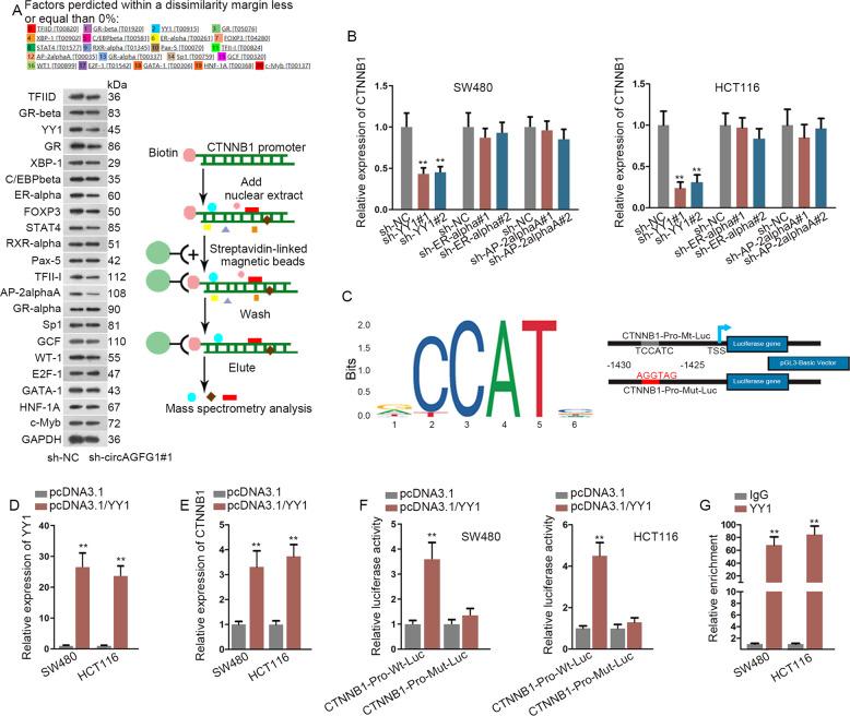https://cdn.ncbi.nlm.nih.gov/pmc/blobs/db96/7367849/b9c149900e3d/41419_2020_2707_Fig5_HTML.jpg