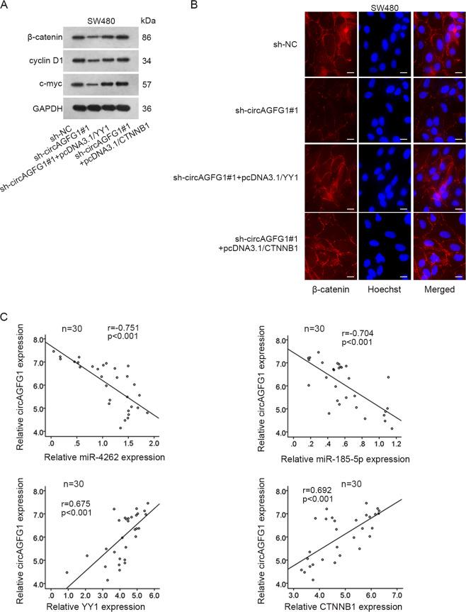 https://cdn.ncbi.nlm.nih.gov/pmc/blobs/db96/7367849/d44a895fab0c/41419_2020_2707_Fig8_HTML.jpg