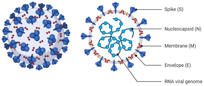 https://cdn.ncbi.nlm.nih.gov/pmc/blobs/db96/8003478/abf12f43d450/biomolecules-11-00460-g001.jpg