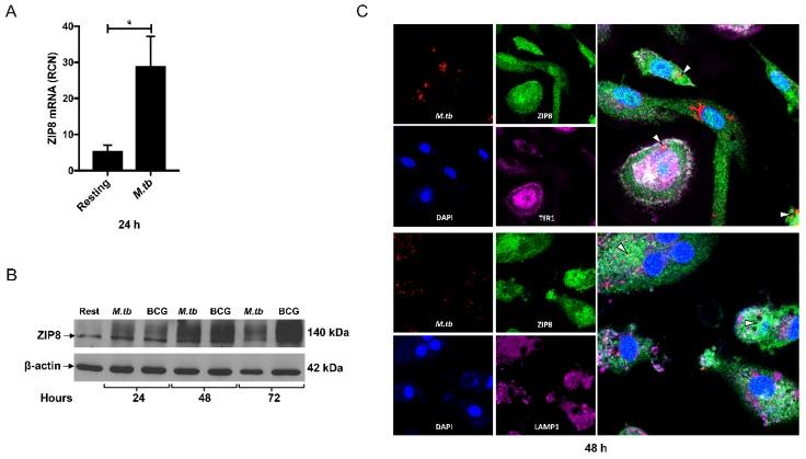 https://cdn.ncbi.nlm.nih.gov/pmc/blobs/db97/5713344/5e019eba273d/ijms-18-02375-g002.jpg