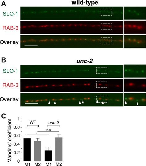 https://cdn.ncbi.nlm.nih.gov/pmc/blobs/db9d/4411755/112fe7a5891b/12868_2015_166_Fig5_HTML.jpg