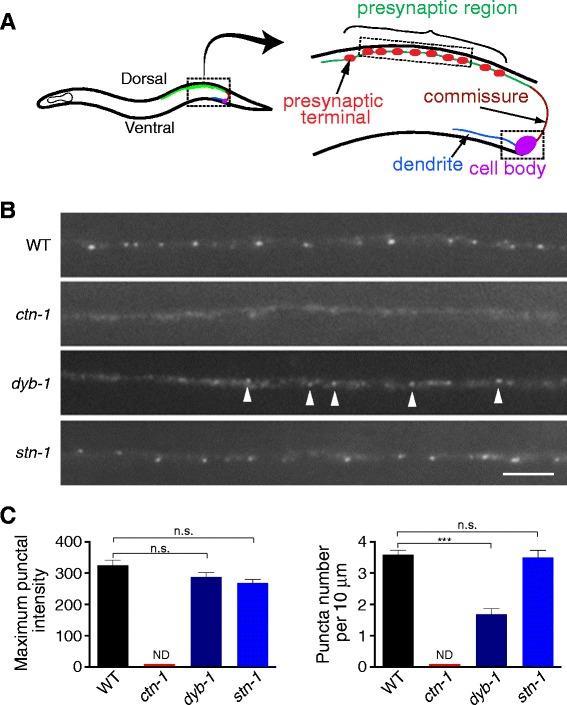 https://cdn.ncbi.nlm.nih.gov/pmc/blobs/db9d/4411755/c46fd9206013/12868_2015_166_Fig2_HTML.jpg