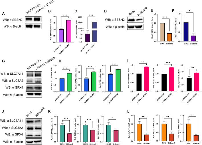 https://cdn.ncbi.nlm.nih.gov/pmc/blobs/db9f/11814456/174c28ef89ec/fgene-15-1504114-g008.jpg