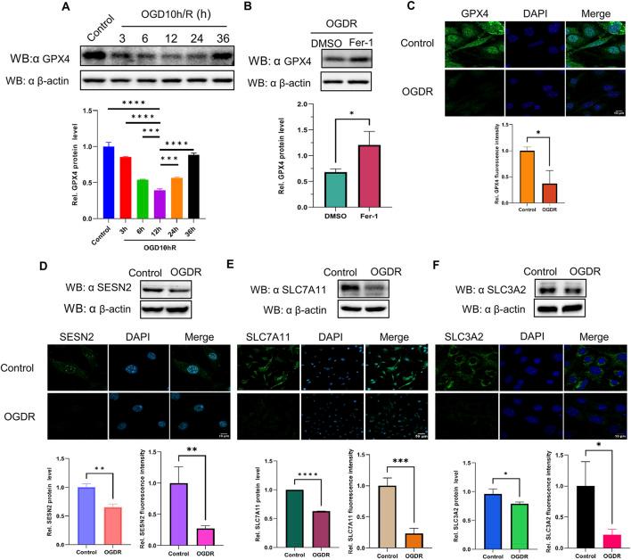 https://cdn.ncbi.nlm.nih.gov/pmc/blobs/db9f/11814456/257eb350d3a8/fgene-15-1504114-g006.jpg