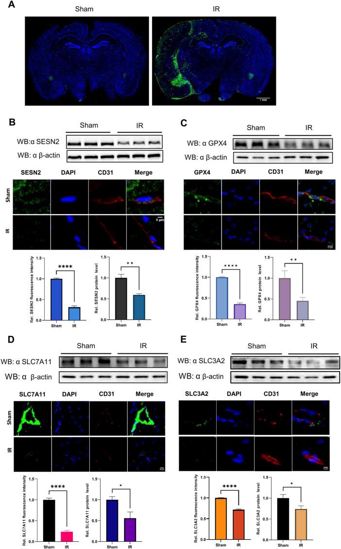 https://cdn.ncbi.nlm.nih.gov/pmc/blobs/db9f/11814456/b4f420f2a69a/fgene-15-1504114-g007.jpg