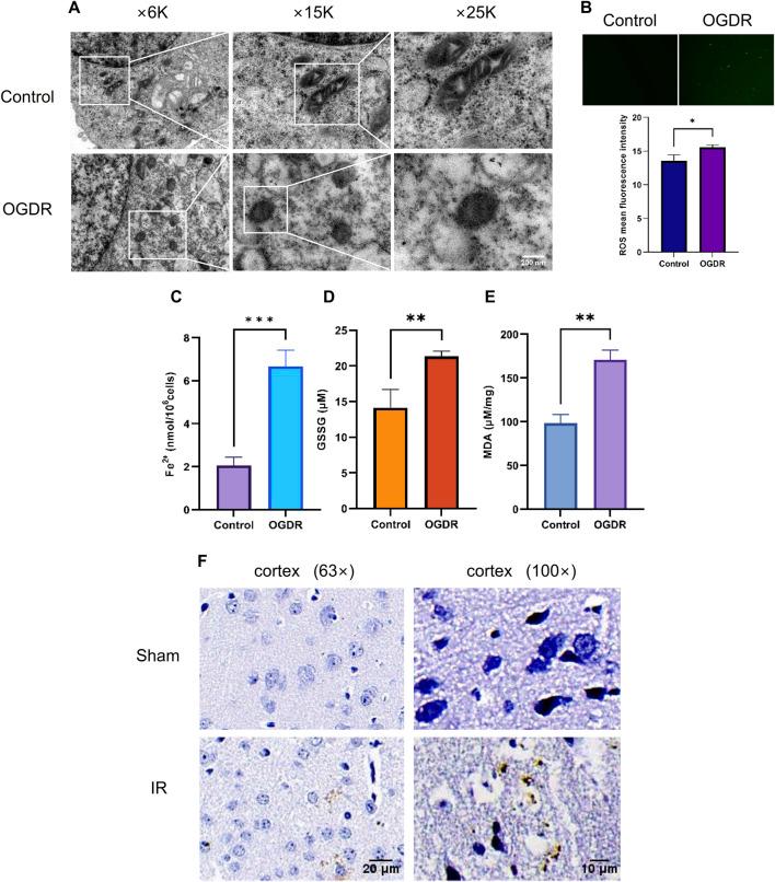 https://cdn.ncbi.nlm.nih.gov/pmc/blobs/db9f/11814456/fff513892663/fgene-15-1504114-g005.jpg