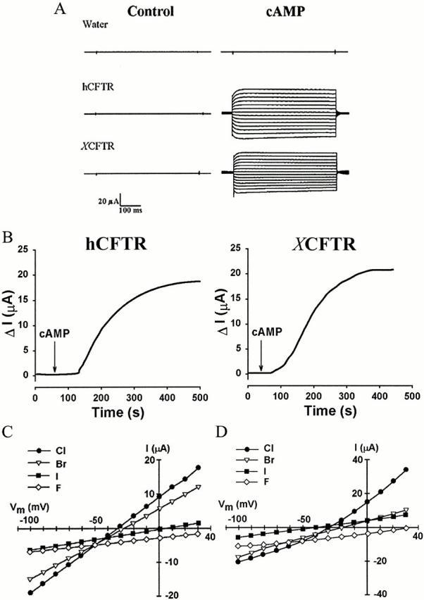 https://cdn.ncbi.nlm.nih.gov/pmc/blobs/dba0/2233655/0b34d214eed3/JGP8372.f1.jpg