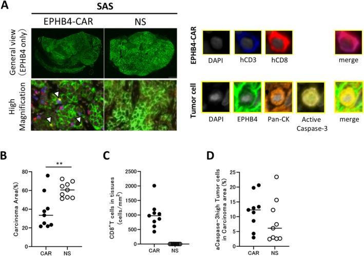 https://cdn.ncbi.nlm.nih.gov/pmc/blobs/dba1/12044661/1b543850078a/CAS-116-1227-g006.jpg