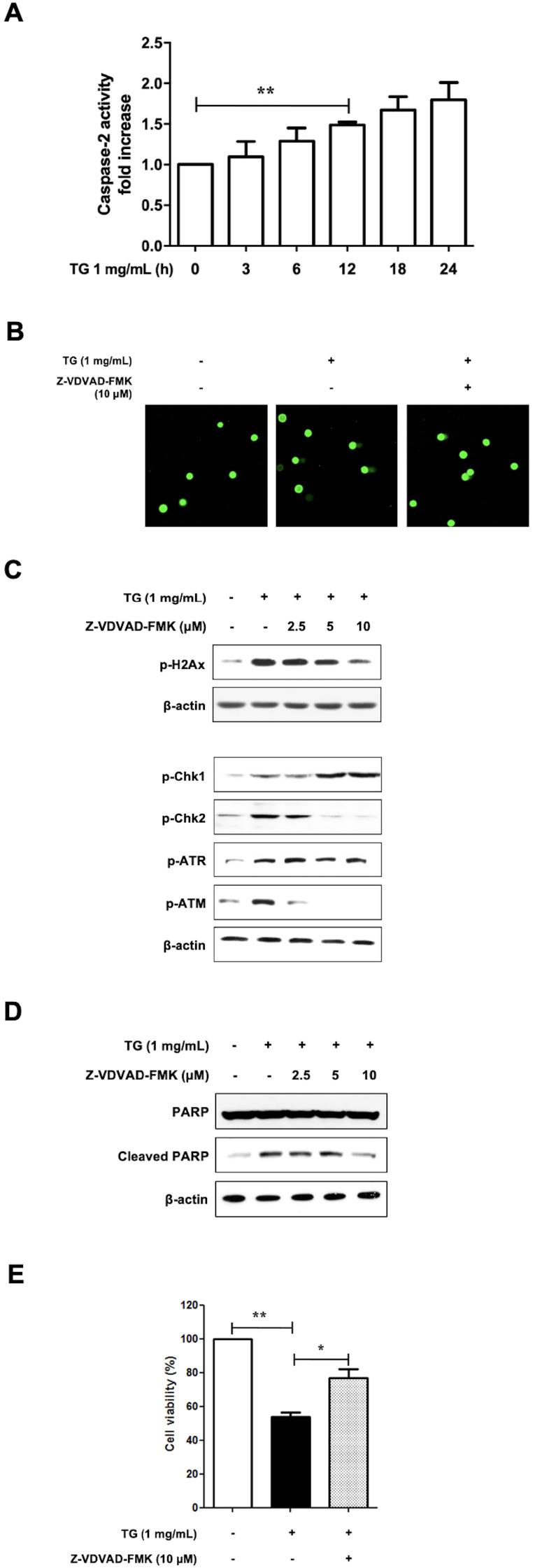 https://cdn.ncbi.nlm.nih.gov/pmc/blobs/dba2/10068338/97b4c9ffccad/bmb-56-3-166-f3.jpg