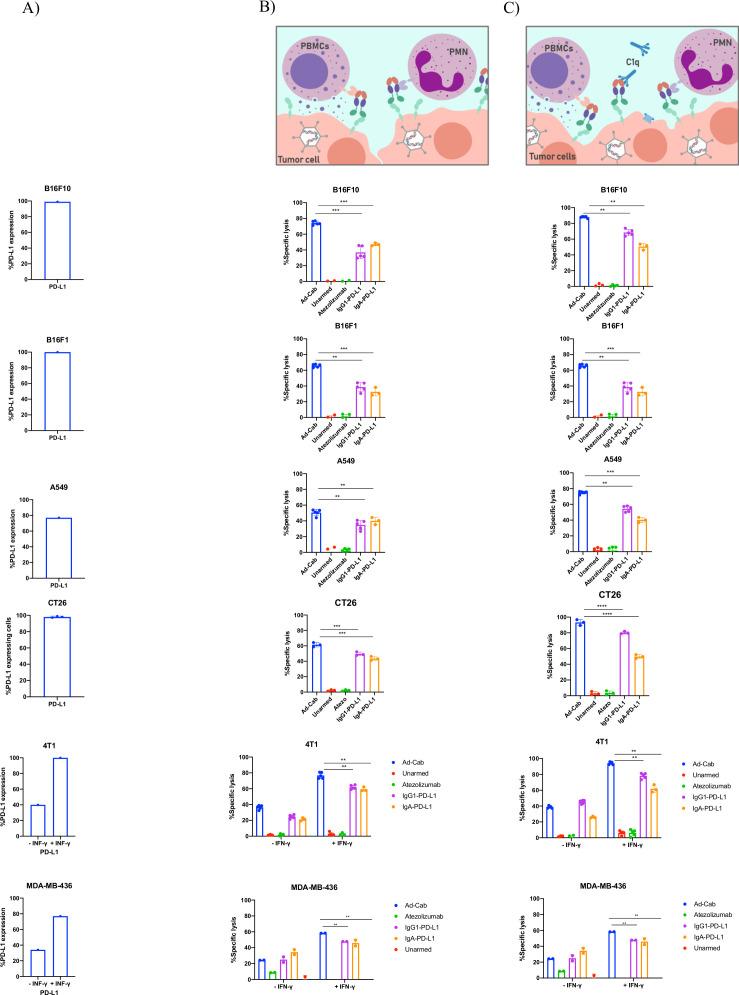https://cdn.ncbi.nlm.nih.gov/pmc/blobs/dba2/8351494/db574cc65840/jitc-2021-003000f04.jpg