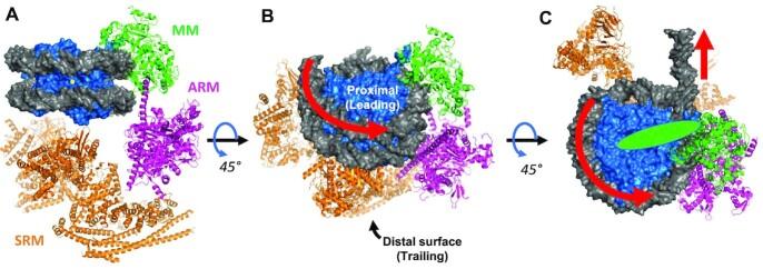 https://cdn.ncbi.nlm.nih.gov/pmc/blobs/dba3/9561379/08b03e86fa64/gkac790fig1.jpg