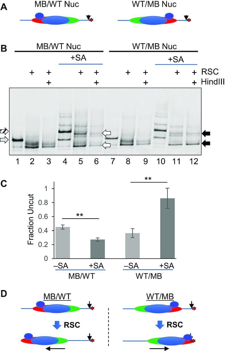 https://cdn.ncbi.nlm.nih.gov/pmc/blobs/dba3/9561379/454ce71288be/gkac790fig7.jpg