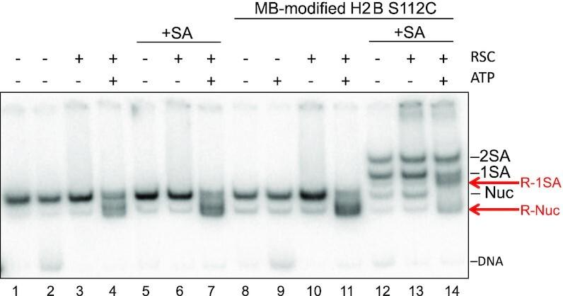 https://cdn.ncbi.nlm.nih.gov/pmc/blobs/dba3/9561379/5b1f0f61156c/gkac790fig5.jpg