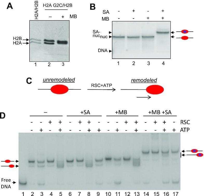 https://cdn.ncbi.nlm.nih.gov/pmc/blobs/dba3/9561379/6779c692631e/gkac790fig2.jpg