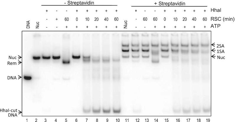 https://cdn.ncbi.nlm.nih.gov/pmc/blobs/dba3/9561379/7beccf5e3f50/gkac790fig6.jpg