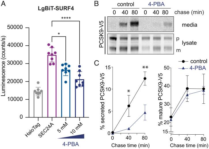 https://cdn.ncbi.nlm.nih.gov/pmc/blobs/dbab/9351455/111a9531915c/pnas.2202080119fig03.jpg