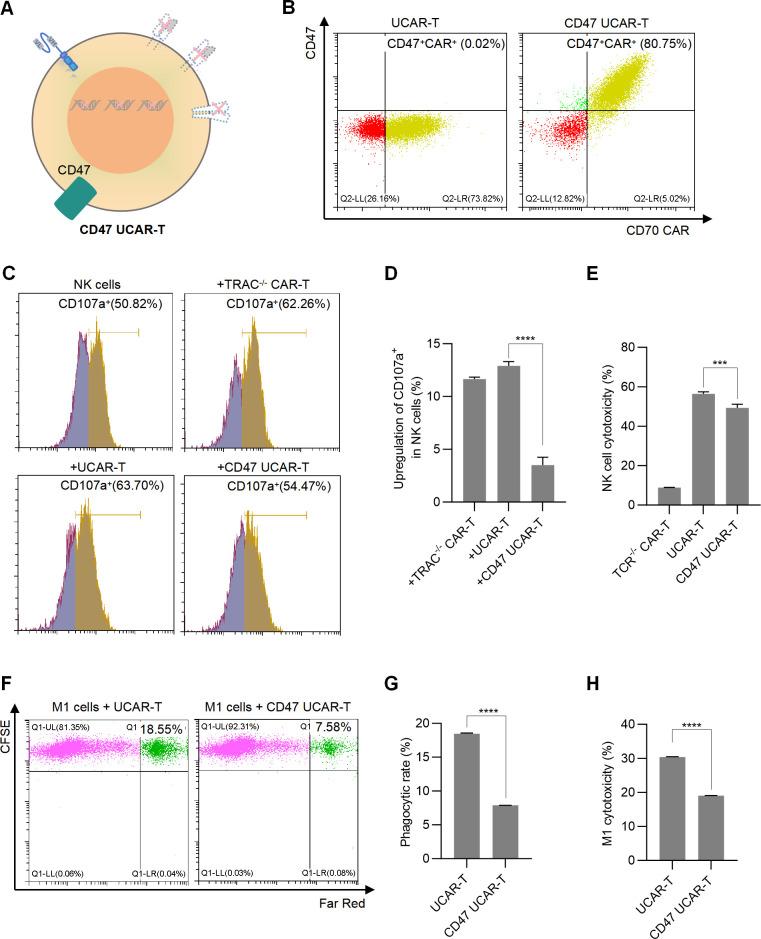 https://cdn.ncbi.nlm.nih.gov/pmc/blobs/dbaf/11792090/a4c41be66960/fimmu-15-1531294-g003.jpg