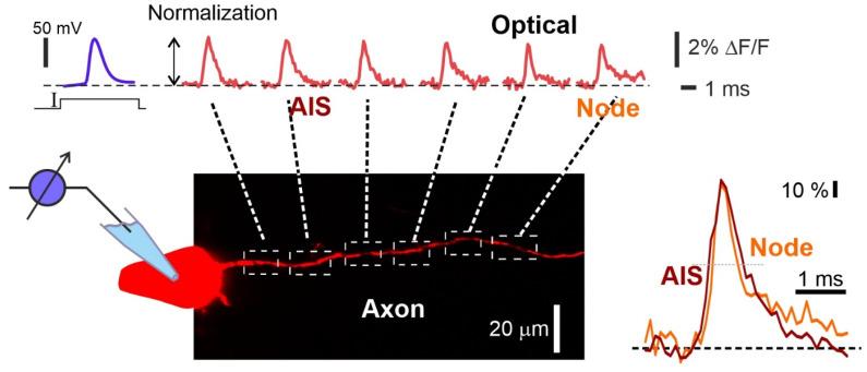 https://cdn.ncbi.nlm.nih.gov/pmc/blobs/dbb2/10296598/08f9d96aa6b1/biosensors-13-00648-g004.jpg