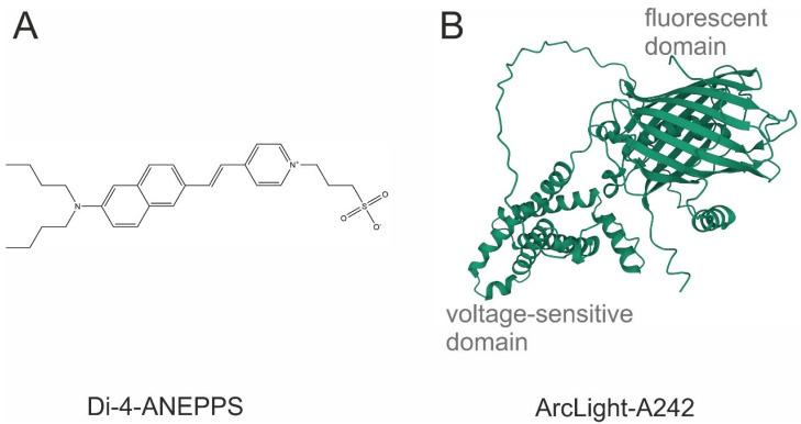 https://cdn.ncbi.nlm.nih.gov/pmc/blobs/dbb2/10296598/a57f56dc1035/biosensors-13-00648-g001.jpg