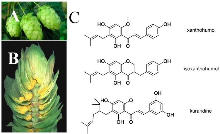 https://cdn.ncbi.nlm.nih.gov/pmc/blobs/dbb3/6272297/75facd4706cb/molecules-20-00754-g001.jpg