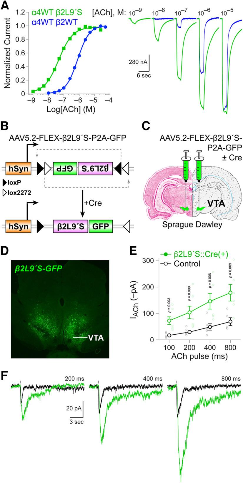 https://cdn.ncbi.nlm.nih.gov/pmc/blobs/dbb8/10216253/289e2e88428f/ENEURO.0449-22.2023_f001.jpg