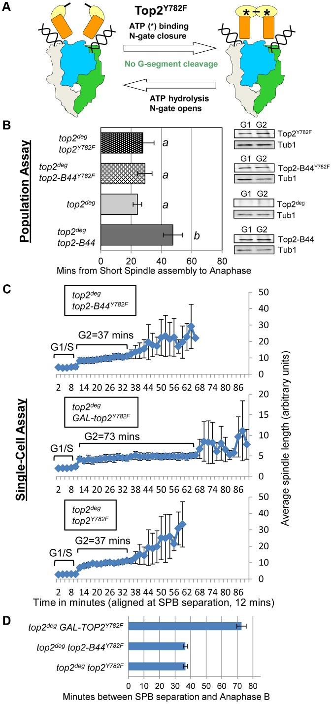 https://cdn.ncbi.nlm.nih.gov/pmc/blobs/dbbe/3789831/7efcdfbe9219/pgen.1003832.g005.jpg