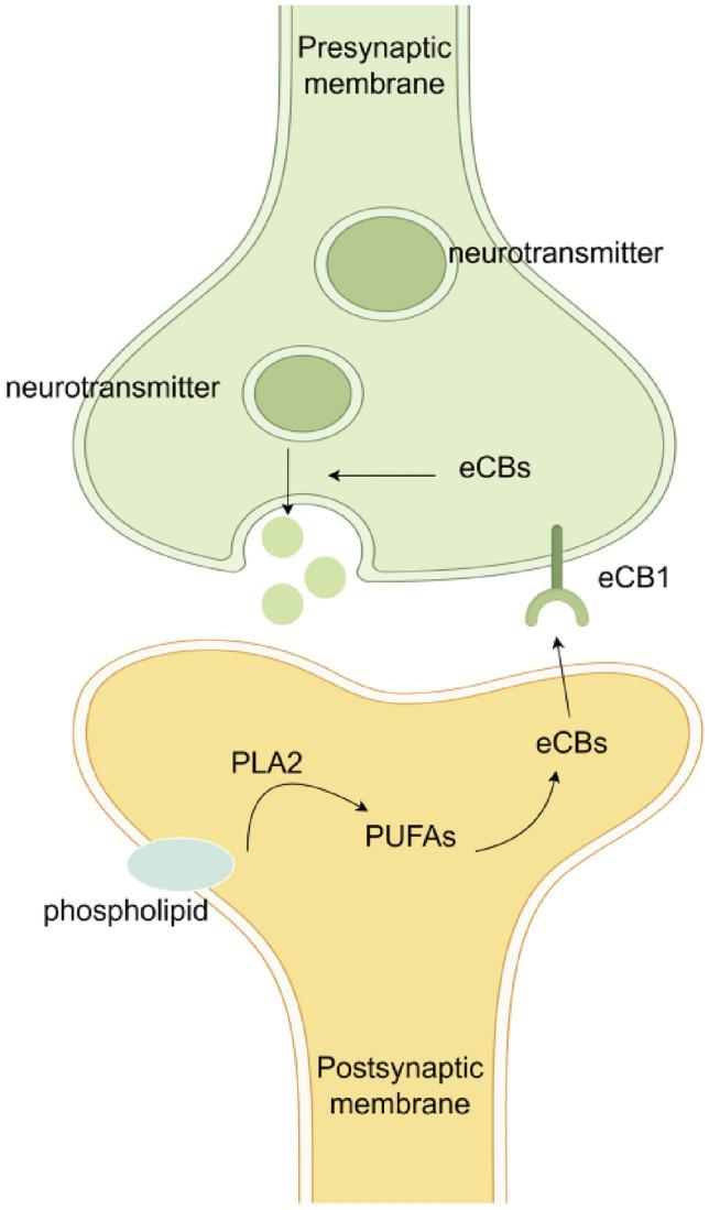 https://cdn.ncbi.nlm.nih.gov/pmc/blobs/dbbf/11914701/58a2fb4fe4ad/10571_2025_1543_Fig4_HTML.jpg