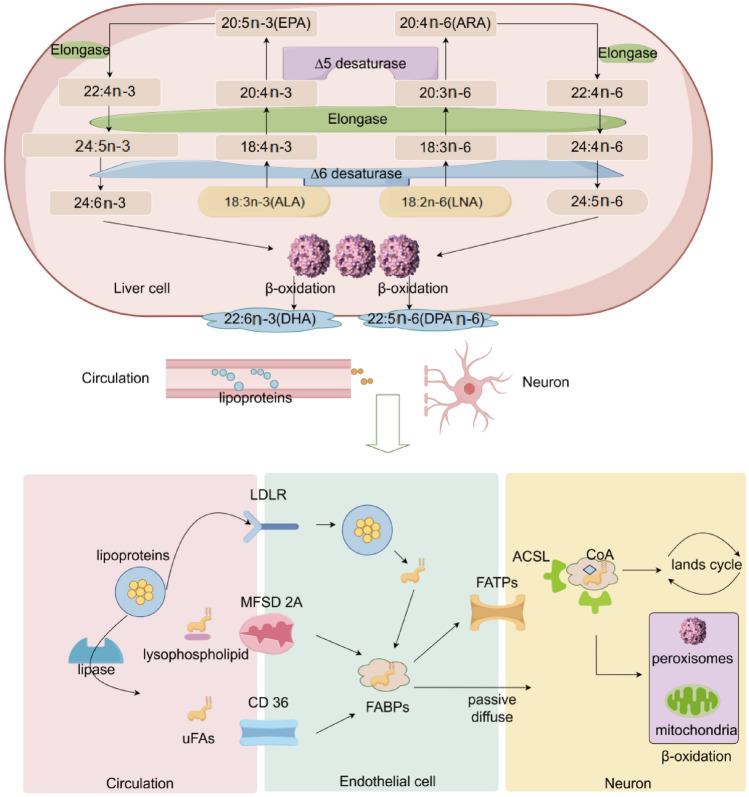 https://cdn.ncbi.nlm.nih.gov/pmc/blobs/dbbf/11914701/d05009f827be/10571_2025_1543_Fig1_HTML.jpg
