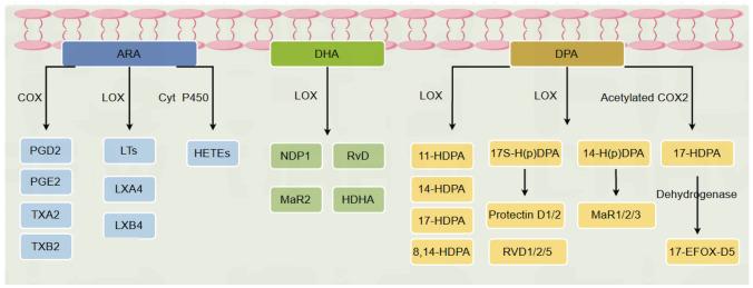 https://cdn.ncbi.nlm.nih.gov/pmc/blobs/dbbf/11914701/fc7ed9b3df0b/10571_2025_1543_Fig2_HTML.jpg