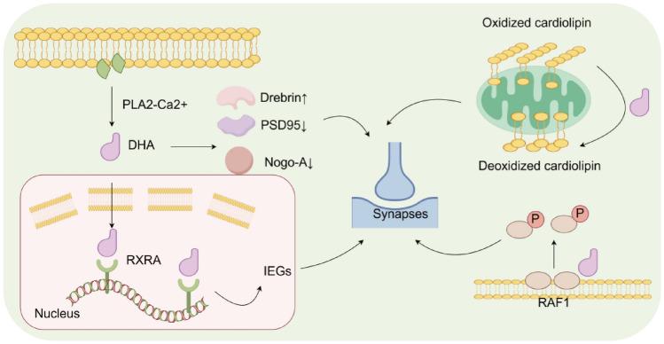 https://cdn.ncbi.nlm.nih.gov/pmc/blobs/dbbf/11914701/fe720acb93de/10571_2025_1543_Fig3_HTML.jpg