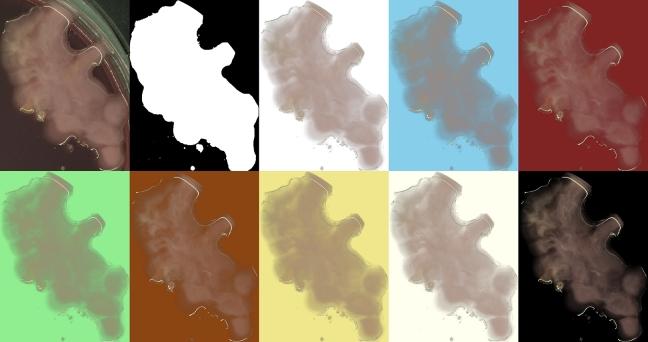 https://cdn.ncbi.nlm.nih.gov/pmc/blobs/dbc1/10873726/fd01560e3bed/gr004.jpg
