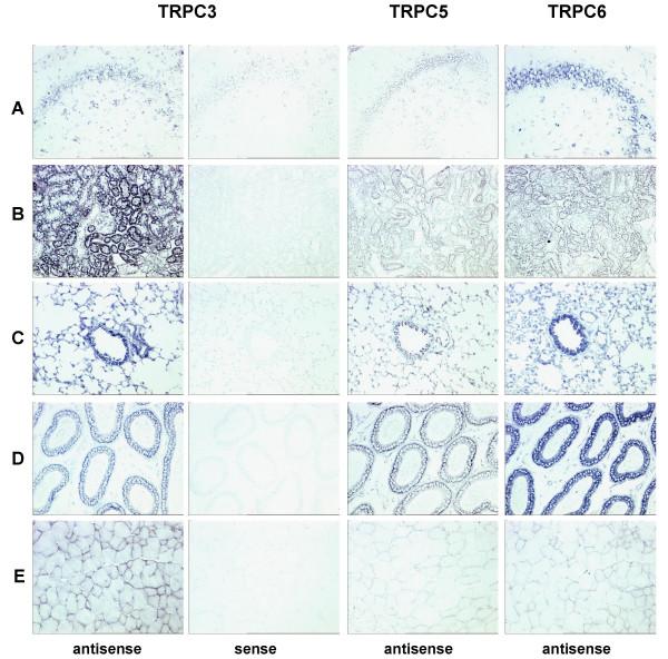 https://cdn.ncbi.nlm.nih.gov/pmc/blobs/dbc1/1557673/bfb6d28cce6f/1471-2164-7-159-4.jpg