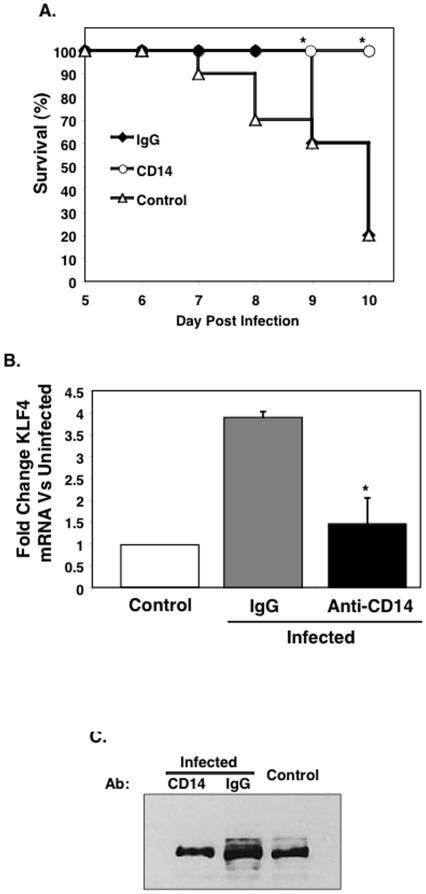 https://cdn.ncbi.nlm.nih.gov/pmc/blobs/dbc1/2862712/4f4b3ffd1cf7/pone.0010413.g004.jpg