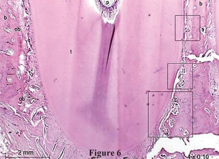 https://cdn.ncbi.nlm.nih.gov/pmc/blobs/dbc2/7195687/0b54fc6fae5d/jced-12-e391-g006.jpg