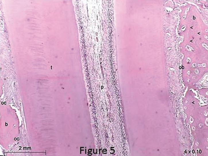https://cdn.ncbi.nlm.nih.gov/pmc/blobs/dbc2/7195687/b7a9ff67d75a/jced-12-e391-g005.jpg