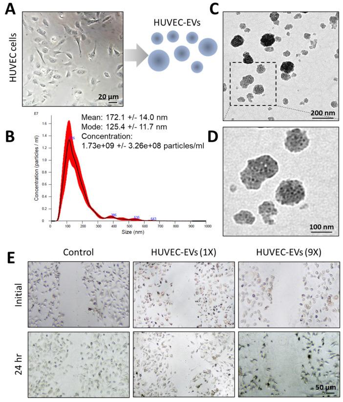 https://cdn.ncbi.nlm.nih.gov/pmc/blobs/dbc3/11510406/3323f0e49530/nanomaterials-14-01669-g003.jpg