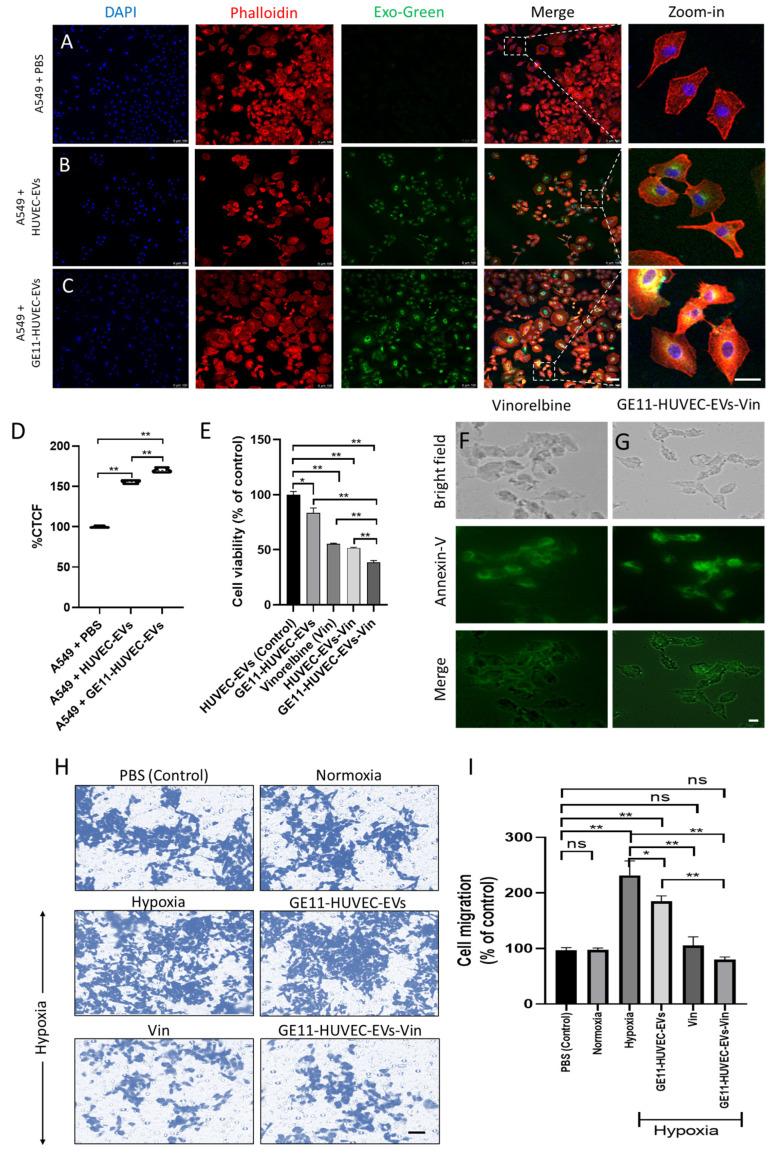 https://cdn.ncbi.nlm.nih.gov/pmc/blobs/dbc3/11510406/35625af0d5ac/nanomaterials-14-01669-g005.jpg