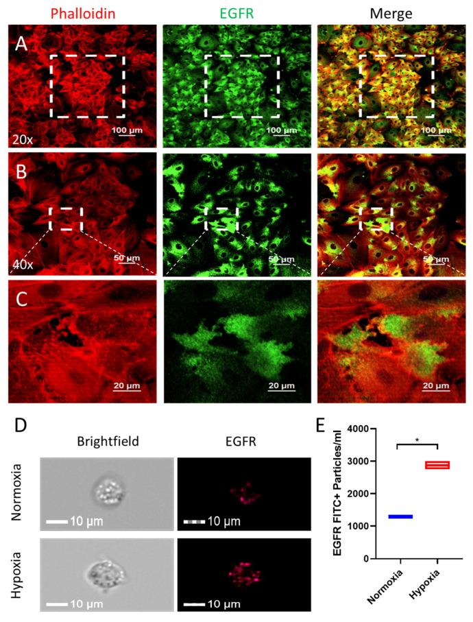 https://cdn.ncbi.nlm.nih.gov/pmc/blobs/dbc3/11510406/eb027b97f9ce/nanomaterials-14-01669-g002.jpg