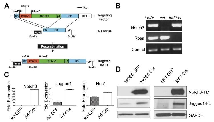 https://cdn.ncbi.nlm.nih.gov/pmc/blobs/dbc3/3157716/272cfdea44d8/oncotarget-01-210-g004.jpg