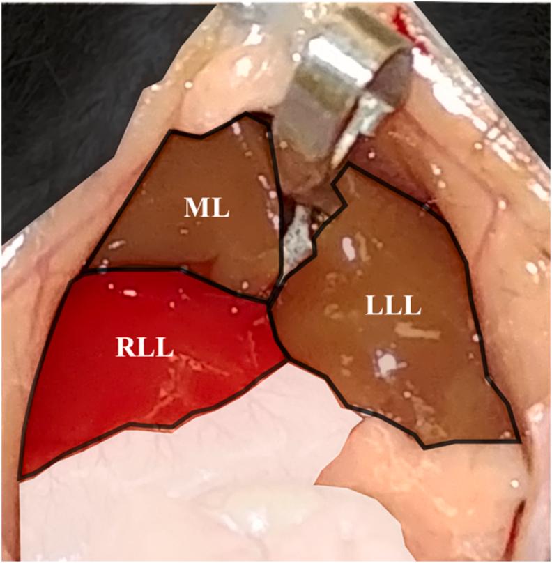 https://cdn.ncbi.nlm.nih.gov/pmc/blobs/dbc9/11771251/4df3475279da/gr1.jpg